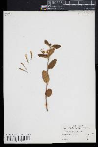 Lonicera japonica image