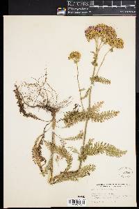 Achillea millefolium image