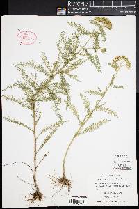 Achillea millefolium image