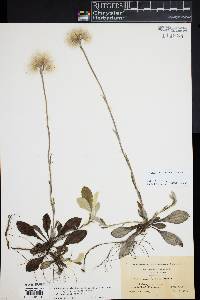 Image of Antennaria parlinii