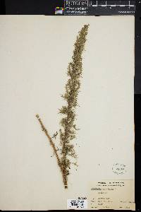 Image of Artemisia abrotanum