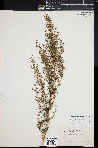 Image of Artemisia gmelinii