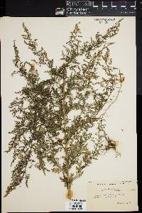 Image of Artemisia annua