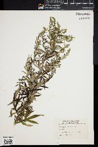 Artemisia vulgaris image