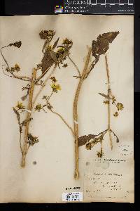 Bidens cernua image