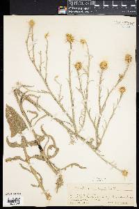 Image of Centaurea solstitialis