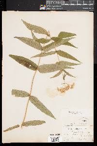 Image of Eupatorium sessilifolium