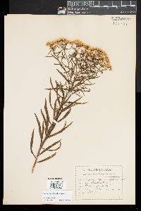 Euthamia graminifolia image