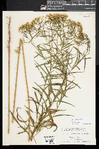 Euthamia graminifolia image