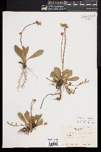 Image of Hieracium flagellare