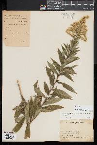 Solidago altissima image