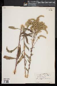 Solidago juncea image