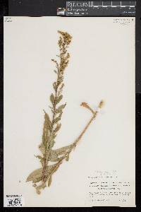 Solidago juncea image