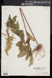 Solidago rugosa image