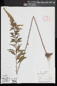 Solidago rugosa image