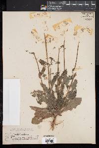 Sonchus asper image