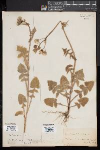 Sonchus oleraceus image