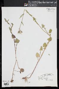 Sonchus oleraceus image