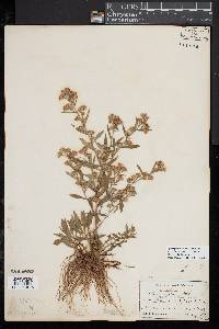 Symphyotrichum lanceolatum image