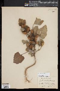 Xanthium strumarium image