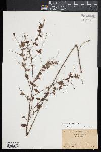 Lespedeza procumbens image