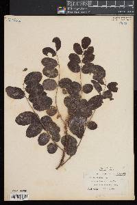 Robinia hispida image