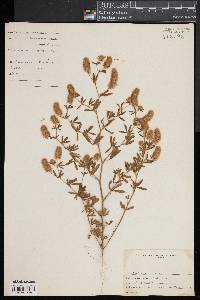 Trifolium arvense image