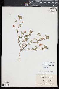 Trifolium campestre image