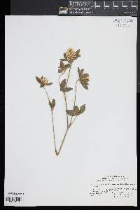 Trifolium pratense image