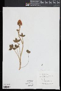 Trifolium pratense image