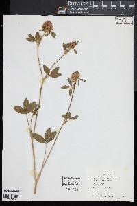 Trifolium pratense image