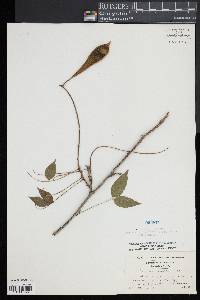 Image of Wisteria sinensis