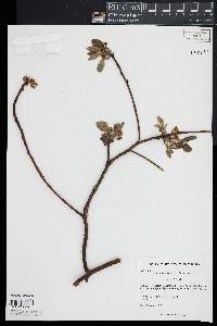 Sassafras albidum image