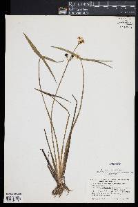 Sagittaria latifolia image