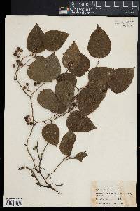 Smilax rotundifolia image