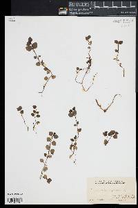 Mitchella repens image