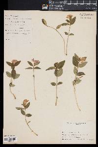 Vinca minor image