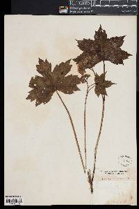 Image of Hydrophyllum canadense