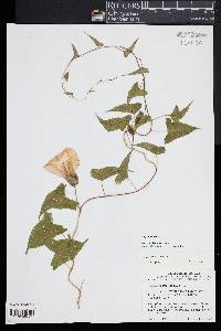 Calystegia sepium image