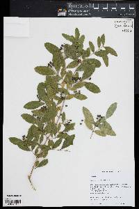 Ligustrum obtusifolium image