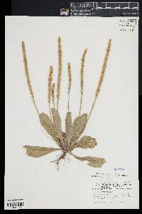 Plantago virginica image