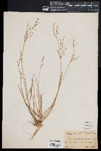 Image of Juncus brachycephalus