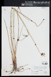 Juncus effusus image