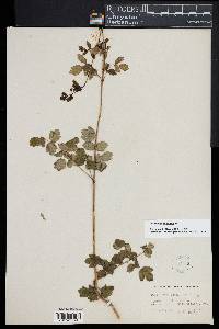 Thalictrum revolutum image