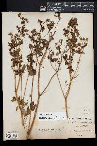 Thalictrum revolutum image