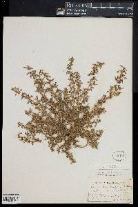 Image of Amaranthus crispus
