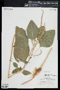 Image of Amaranthus tricolor