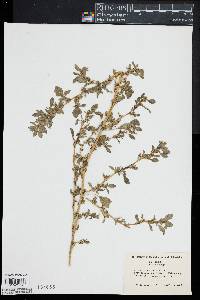 Image of Amaranthus graecizans