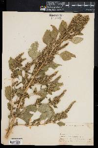 Amaranthus retroflexus image