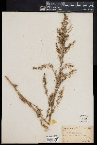 Chenopodium album image